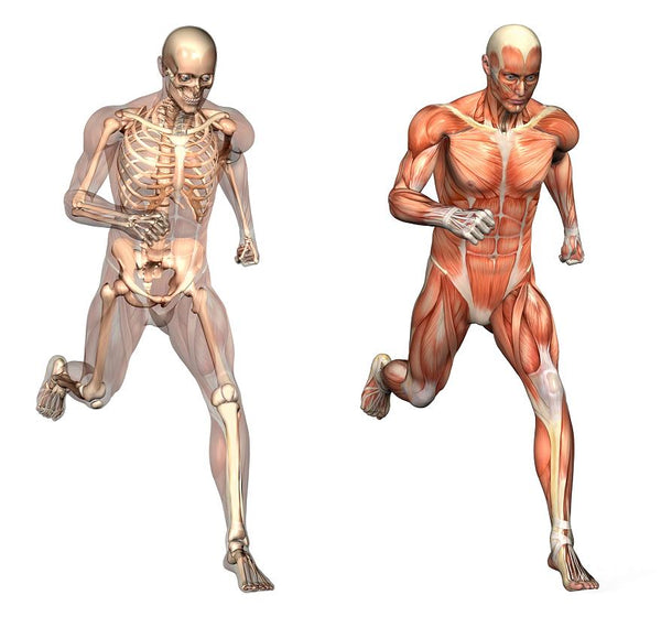 Musculoskeletal System