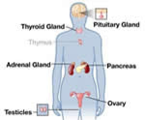 Endocrine Health