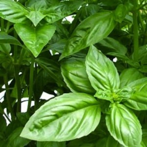 Basil Herb