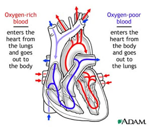 Heart Diagram