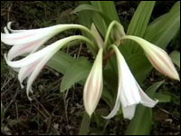 Crinum Latifolium