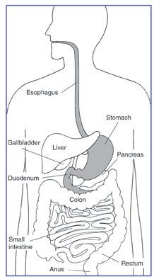 Drawing of the digestive system with labels pointing to the esophagus, stomach, liver, gallbladder, duodenum, pancreas, small intestine, colon, rectum, and anus. 