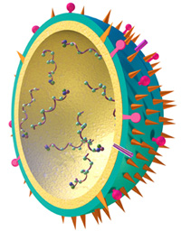 Flu virus illustration