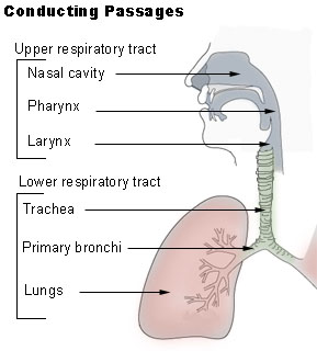 Upper Respiratory Tract