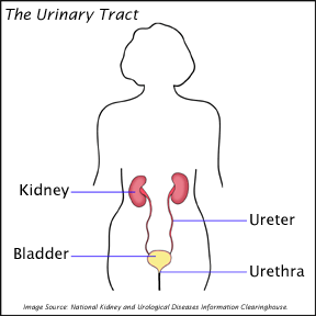 Diagram of the urinary tract