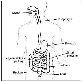 Graphic of the body including the mouth, esophagus, colon, small intestine, stomach, reticulum, rectum and anus.
