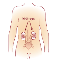 Kidneys