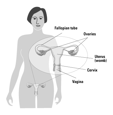 diagram of the uterus