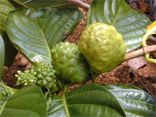 Morinda Noni Dietary Chinese Herb