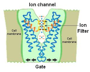 Cellular Ion Channels Diagram