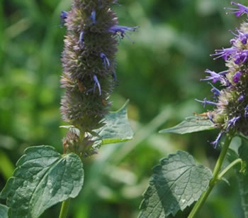 Click for Agastache Rugosa Herb Info Agastache Rugosa