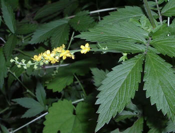 Click Here to Read About the Herb Agrimonia Pilosa Agrimonia Pilsosa