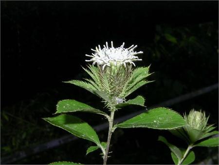 Atractylodes Alba Dietary Chinese Herb