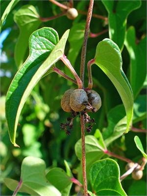 Click Here for Dioscorea Batatas Chinese Yam Herb Info Mastic Herb