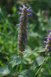 agastache-rugosa-detail-79161.1428431505.300.300.jpg