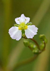 alisma-plantago-detail-001-85953.1428431513.300.300.jpg