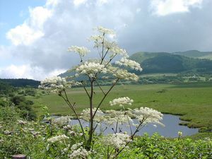 angelica-sinensis-detail-85801.1428431521.300.300.jpg