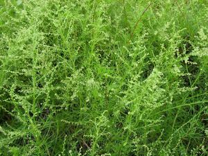 artemisia-capillaris-detail-83354.1428432050.300.300.jpg