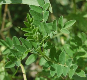 astragalus-membranaceus-detail-44145.1428431524.300.300.jpg