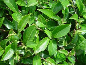 camellia-sinensis-green-tea-64935.1428431683.300.300.jpg