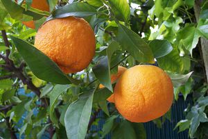 Citrus aurantium for respiratory support