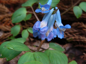 corydalis-ambigua-500px-89553.1428432104.300.300.jpg