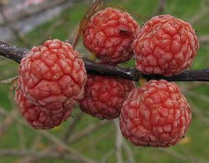 cudrania-tricuspidata-berries-74265.1428431640.300.300.jpg