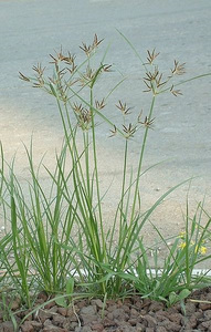 Image of Nut grass plant in traditional Chinese medicine