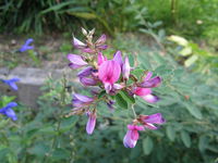 desmodium-styracifolium-guang-jing-qian-cao-59649.1428431650.200.200.jpg