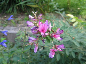 desmodium-styracifolium-guang-jing-qian-cao-59649.1428431650.300.300.jpg