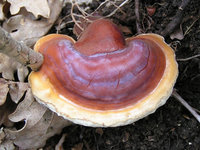 ganoderma-lucidum-reishi-mushroom-ling-zhi-800px-76677.1428431675.200.200.jpg