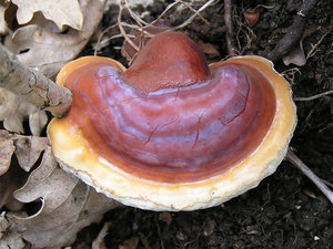ganoderma-lucidum-reishi-mushroom-ling-zhi-800px-76677.1428431675.300.300.jpg