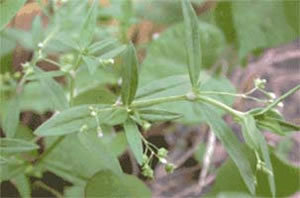 hedyotidis-diffusa-or-oldenlandia-diffusa-300px-22454.1428432112.300.300.jpg