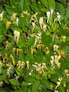 japanese-honeysuckle-flos-lonicera-japonica-53428.1428431696.300.300.jpg