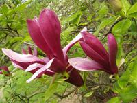 magnolia-liliiflora-94939.1428431706.200.200.jpg