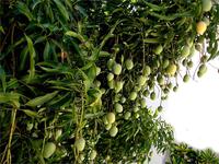 mangifera-indica-tropical-brazil-mango-34448.1428432532.200.200.jpg