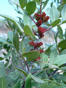 mastic-tree-boswellia-carterii-ru-xiang-frankincense-800px-69080.1428432125.300.300.jpg