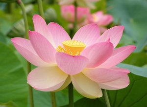 nelumbo-nucifera-lian-zi-800px-55396.1428432137.300.300.jpg