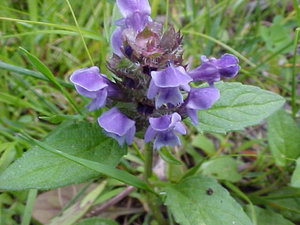 prunella-vulgaris-xia-ku-cao-640px-41155.1428432144.300.300.jpg