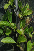 schisandra-chinensis-schizandra-schisandra-fruit-wu-wei-zi-500px-65100.1428431748.200.200.jpg
