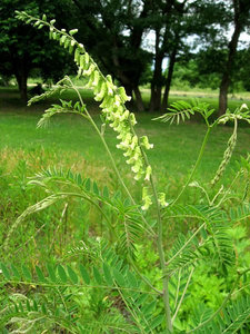 sophora-flavecens-ku-shen-450px-99299.1428432087.300.300.jpg